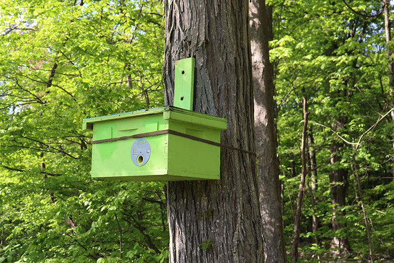 Hive box swarm trap image