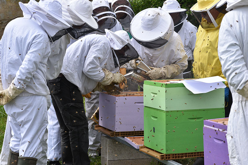 Beekeeping classes