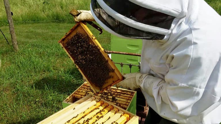 Managing Beehives (A Beekeeping Guide)