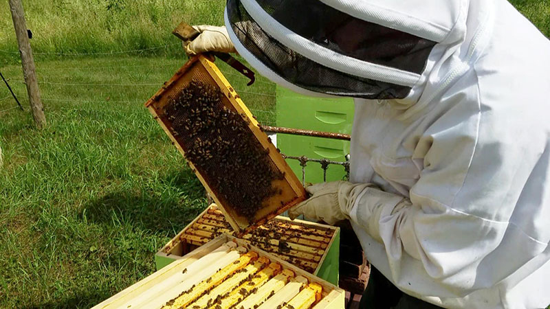 Managing beehives