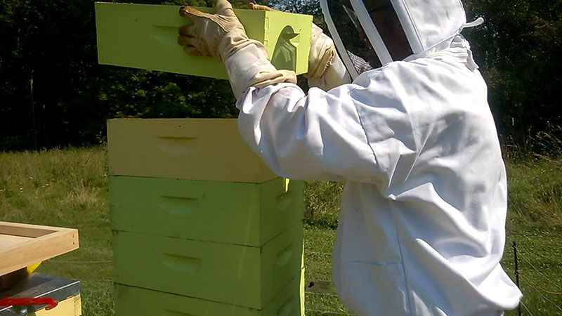 Managing beehives in summer by adding a honey super
