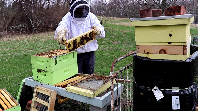 Spring beehive management. Early inspection.