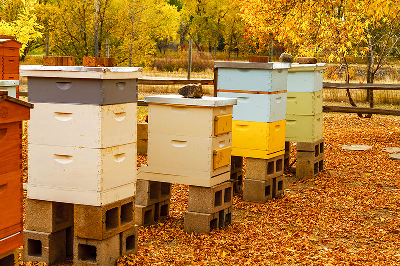 Fall hive management (hives in the fall)
