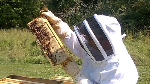 Bees on a frame with capped honey