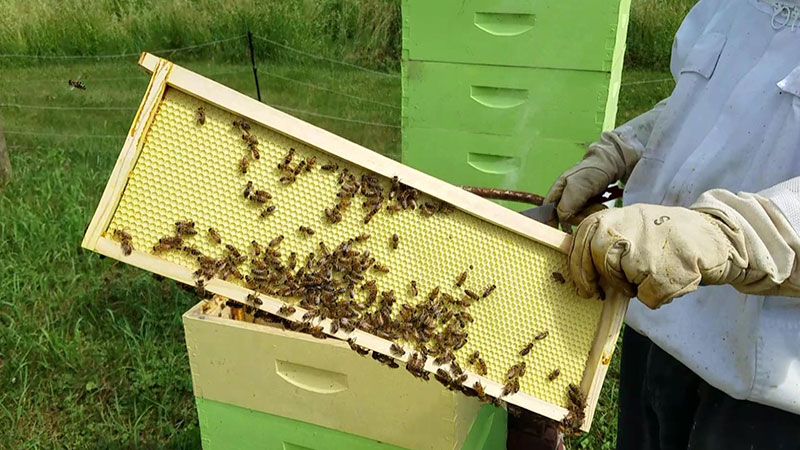 Assembled Bee Hive Frame Waxed Natural Foundation Honey Box Beekeeping Supplies 