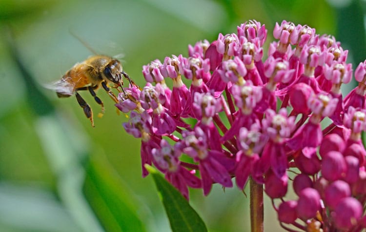 Bee gathers nectar during honey flow