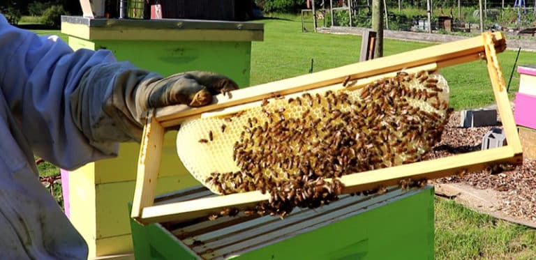 What Is Beekeeping? (A Primer For Beginners)