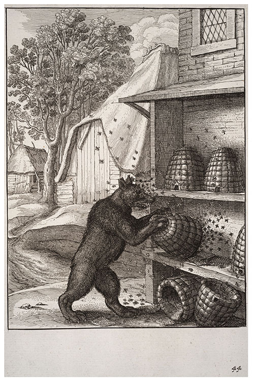 The bear and the honey