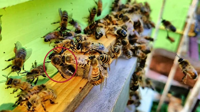 What is a drone bee