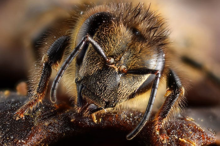 what are honey bees