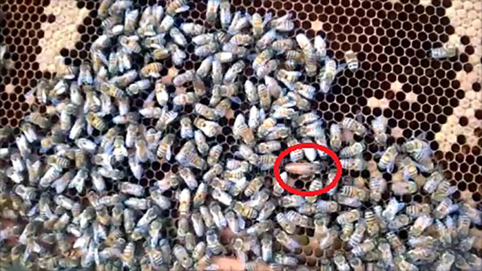 Queen bee's role in a hive