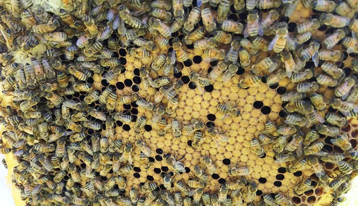 What is a worker bee - nurse bees on capped brood
