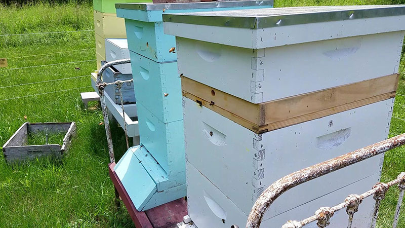 What is a beehive - Langstroth hives