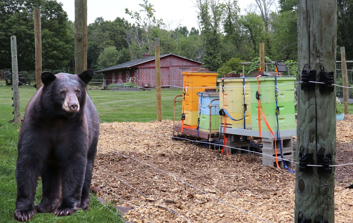 Honey bee pests and predators (like bears)