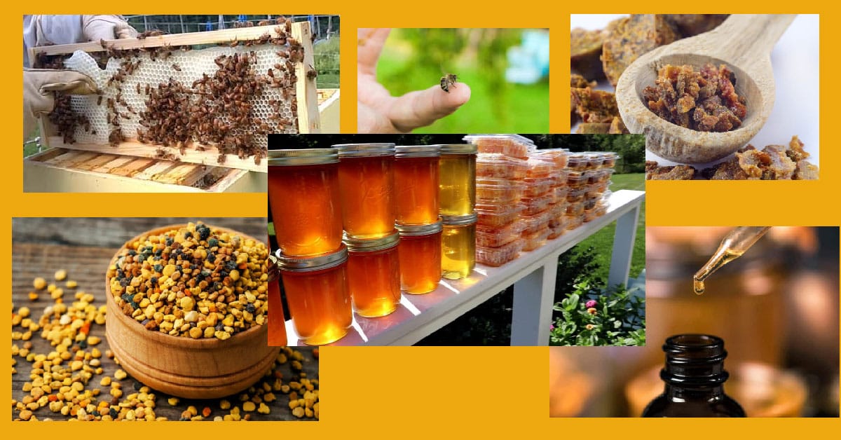 What do honey bees make